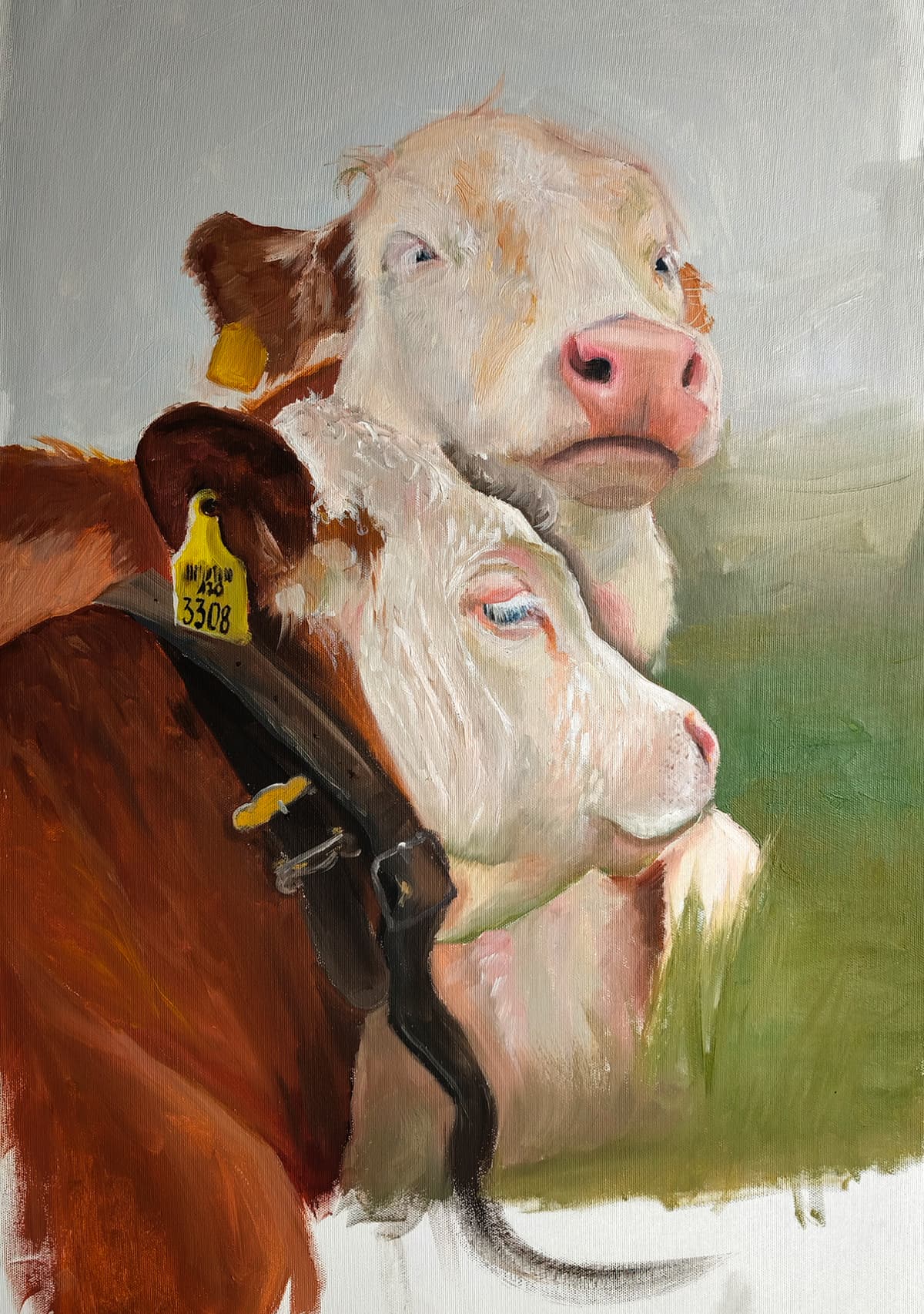Cows